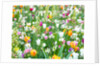 Colorful Tulip flowers by Assaf Frank